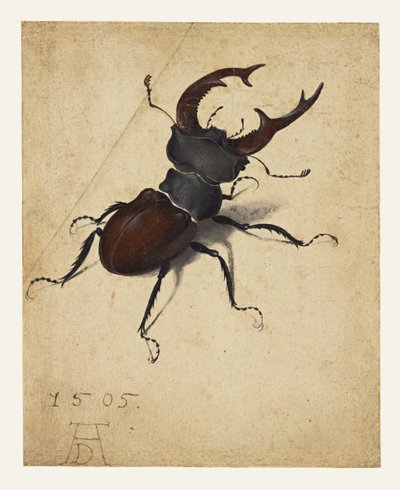 Hirschkäfer von Albrecht Dürer