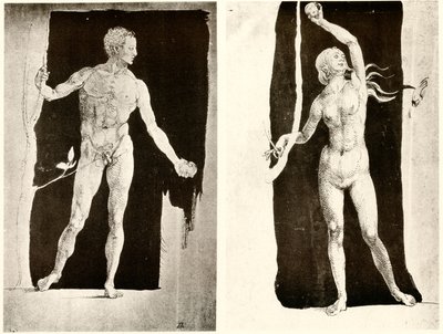 Studien zu Adam und Eva von Albrecht Dürer
