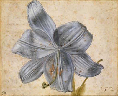 Studie einer Lilie, 1526 von Albrecht Dürer
