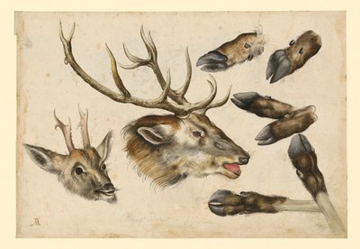 Zwei Hirschköpfe, nach rechts, und 6 Läufe von Albrecht Dürer