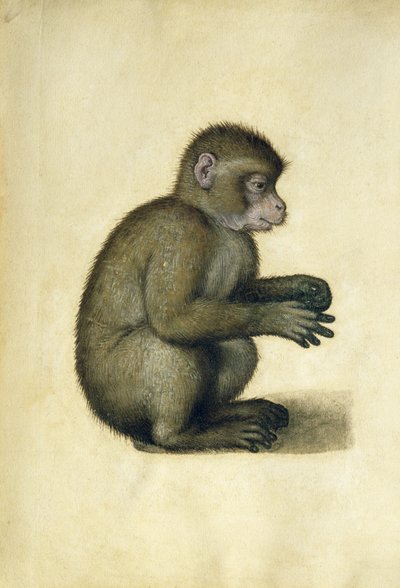 Ein Affe von Albrecht Dürer