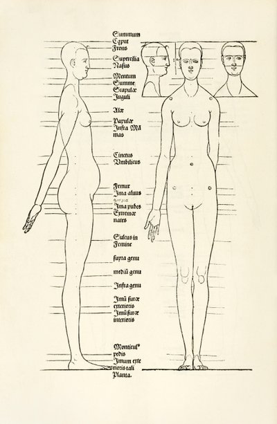 Weiblicher anatomischer Holzschnitt aus 