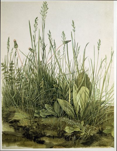 Das große Rasenstück von Albrecht Dürer or Duerer