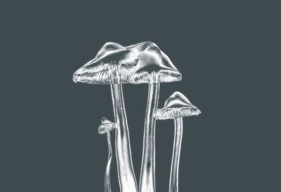 Silberpilze von Alex Caminker