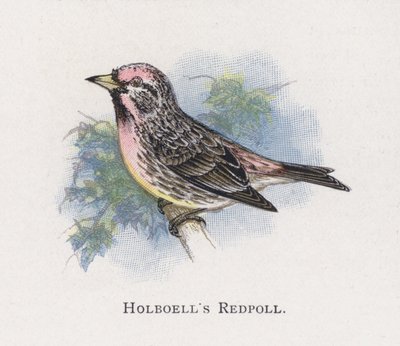 Holboells Birkenzeisig von Alexander Francis Lydon
