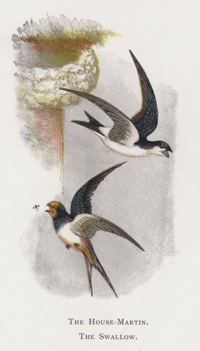 Das Hausmartin, Die Schwalbe von Alexander Francis Lydon