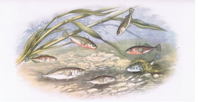Stichlinge, Natur in Großbritannien, veröffentlicht von Collins, 1946 von Alexander Francis after Lydon