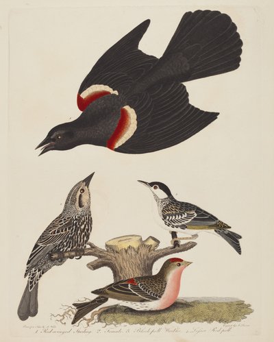 Rotflügelstärling, Weiblicher Rotflügelstärling, Schwarzkehl-Waldsänger und Kleiner..., veröffentlicht 1808-1814 von Alexander Lawson