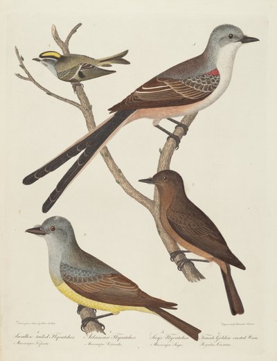 Gabelschwanz-Fliegenschnäpper, Arkansas-Fliegenschnäpper, Say