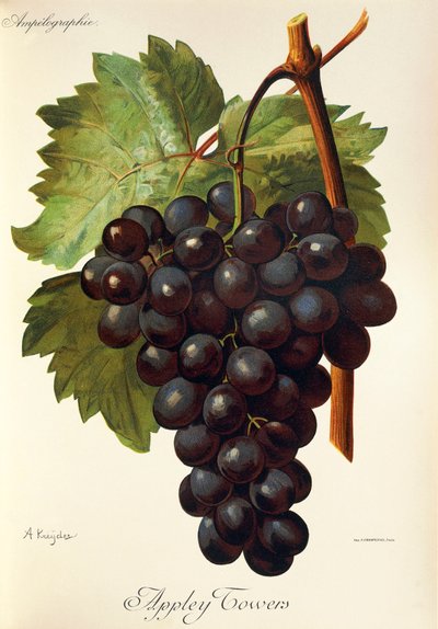 Appley Towers Traube. Illustration von A. Kreyder, Pessione, aus Traite General de Viticulture. Ampelographie von Alexis Kreyder
