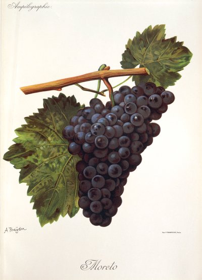 Moreto-Traube von Alexis Kreyder