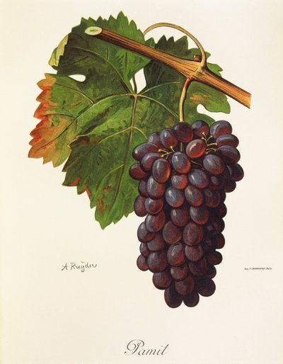 Pamit Traube von A. Kreyder von Alexis Kreyder