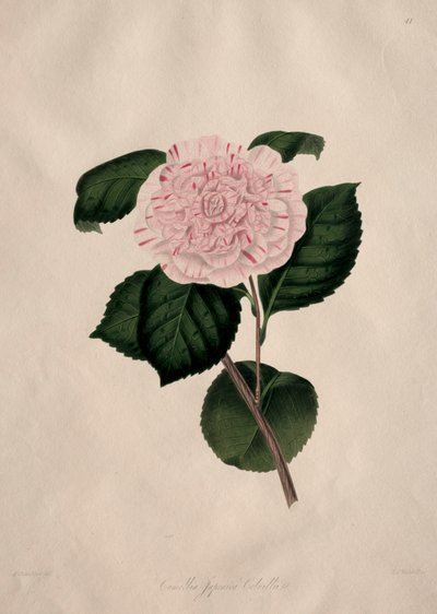 Illustrationen und Beschreibungen der...Natürlichen Ordnung Camellieae: Nr. 41 von Alfred Chandler