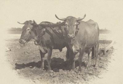 Ein Idyll von Alfred Stieglitz