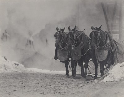 Pferde, New York von Alfred Stieglitz