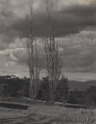 Pappeln—Lake George von Alfred Stieglitz