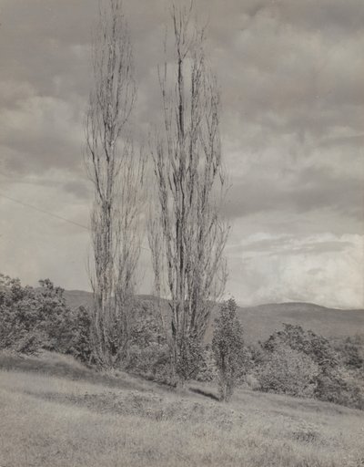 Pappeln - Lake George von Alfred Stieglitz