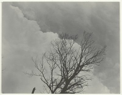 Baumset 3 von Alfred Stieglitz