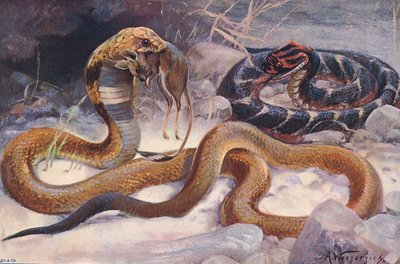 Kobra und Puffotter, Illustration aus 