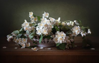 Weißer Jasmin Stillleben von Alina Lankina