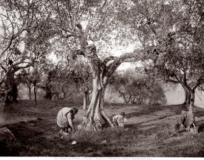 Kinder pflücken Oliven zwischen den Olivenbäumen auf einem Hügel in Santa Margherita a Montici, Florenz (s/w Foto) von Fratelli Alinari
