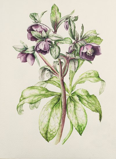 Helleborus Orientalis von Helen Ballard (dunkelviolette Blumen) von Alison Cooper