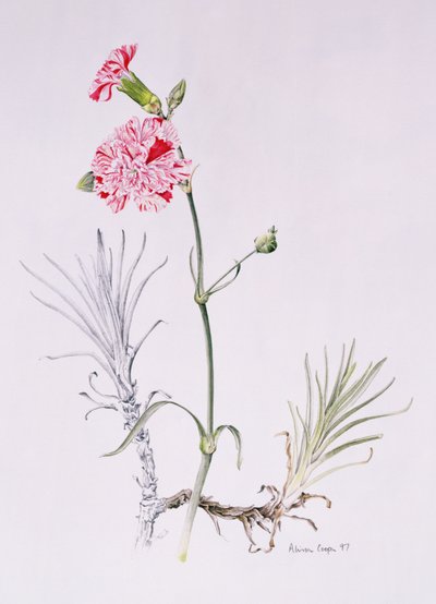 Alte Sorte von Dianthus, 1997 von Alison Cooper