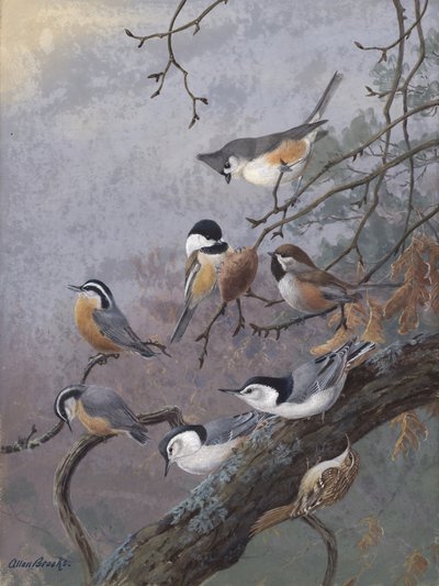 Vogelmix von Allan Brooks von Allan Brooks