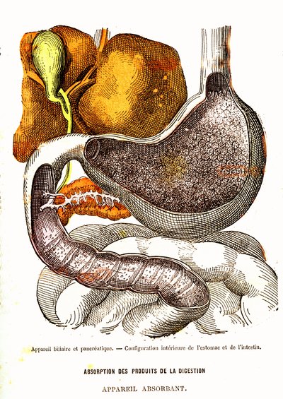 Gallen- und Pankreassystem - Normales Leben & Gesundheit von J. Rengade - Zeichnung von A. Demarle 1881 von Alphonse Demarle