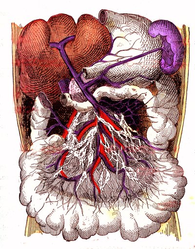 Organe der Darmabsorption - Das normale Leben & Gesundheit von J. Rengade. Zeichnung von A. Demarle 1881 von Alphonse Demarle