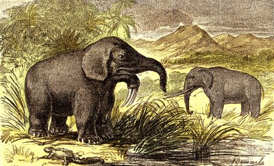 Prähistorie-Miozän: Von rechts nach links: der Dinotherium und der Mastodon. Natürliche Schöpfung und Lebewesen. Zeichnung von A. Demarle. 1885 von Alphonse Demarle