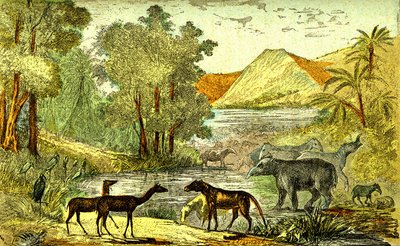 Urgeschichte - Eozän-Periode: Von rechts nach links: Paloeotherium, Anoplotherium, Xiphodonten und die Vögel Tantalus. Natürliche Schöpfung und Lebewesen. Zeichnung von A. Demarle. 1885 von Alphonse Demarle