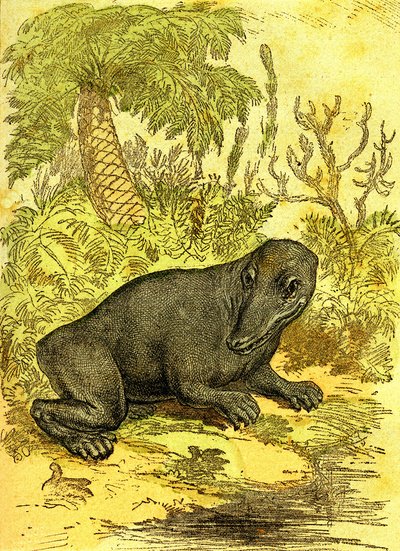 Der Labyrinthodont (Amphibie): Amphibien der Kohlezeit. Natürliche Schöpfung und Lebewesen. Zeichnung A. Demarle 1885 von Alphonse Demarle