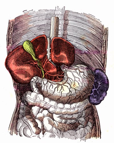 Der Verdauungstrakt - Normales Leben & Gesundheit von J. Rengade - Zeichnung von A. Demarle 1881 von Alphonse Demarle