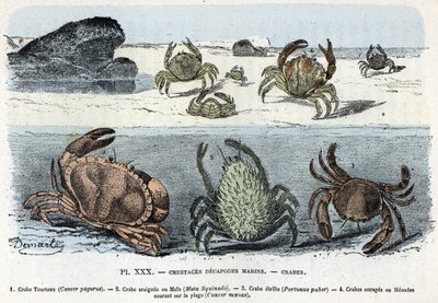 Zoologische Tafel; Krustentier-Dekapoden, Krabben. Gravur aus „L