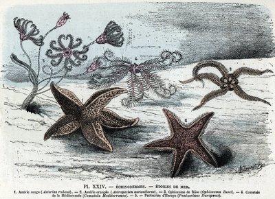 Zoologische Tafel; Seesterne (Asterien, Ophiocoma, Comatum und Pentacrine). Gravur aus „L
