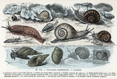 Zoologische Tafel; Gastropoden-Mollusken (Schnecken, Cyclostoma, Planorb, Limnea). Gravur aus „L