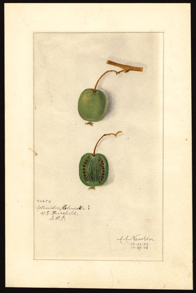 Actinidia deliciosa (Kiwifrucht) von Amanda Almira Newton