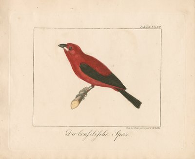 Brasilianischer Fink (handkolorierte Kupferstichgravur) von Ambrosius Gabler