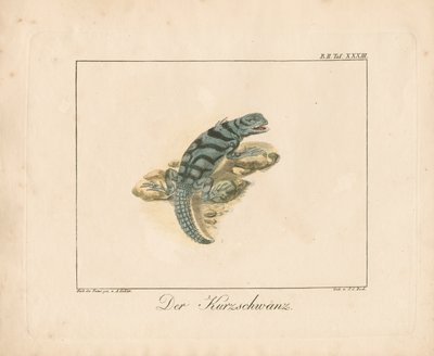 Kurzschwanz-Eidechse von Ambrosius Gabler