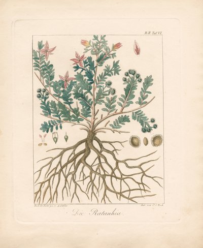 Faulbaum von Ambrosius Gabler
