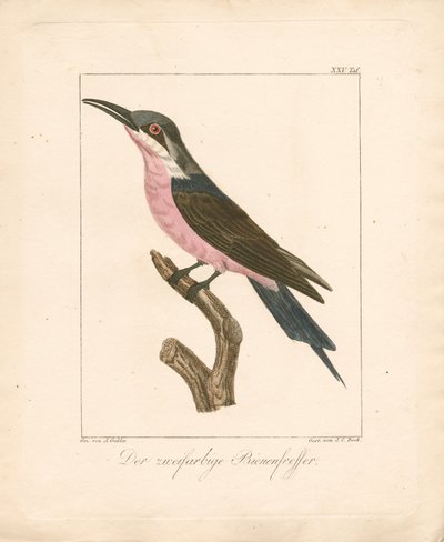 Der Zweifarbige Bienenfresser (handkolorierte Lithografie) von Ambrosius Gabler