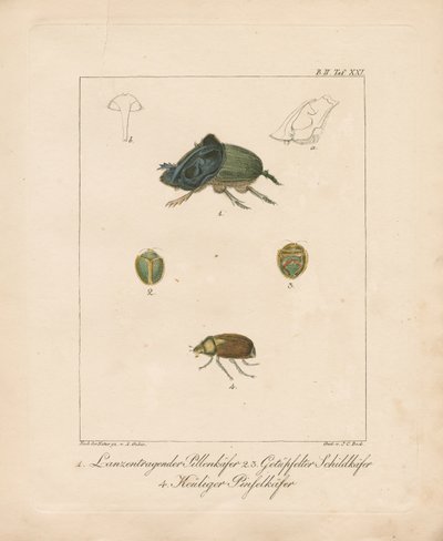 Verschiedene Käferarten von Ambrosius Gabler