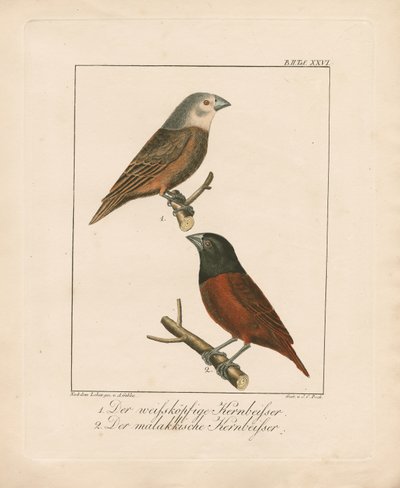Weißkopf-Grosbeak und Malakka-Grosbeak (handkolorierte Lithografie) von Ambrosius Gabler