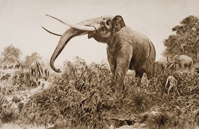 Der Chatham-Elefant, Illustration aus 