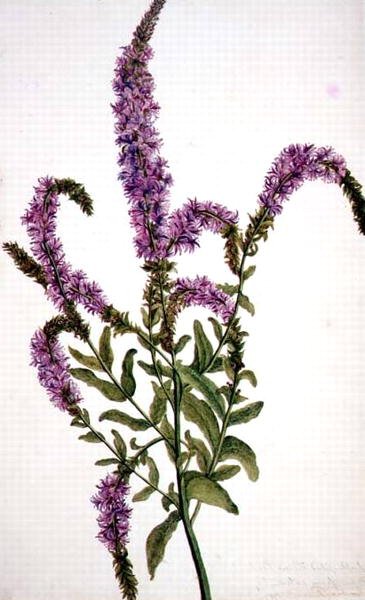Lila Weidenröschen (Epilobium) 1787 von Amelia Fancourt