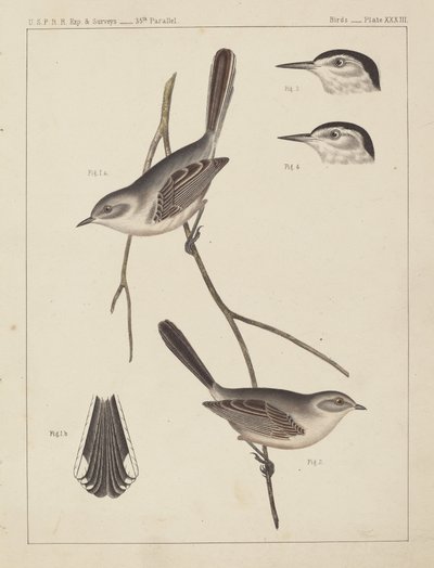 Vögel - U.S.P.R.R. Exp. & Surveys, 35. Breitengrad von American 19th Century