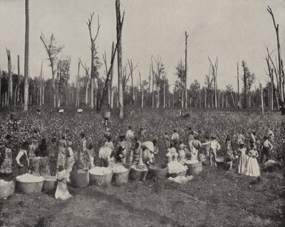 Baumwollernte in Mississippi von American Photographer (after)