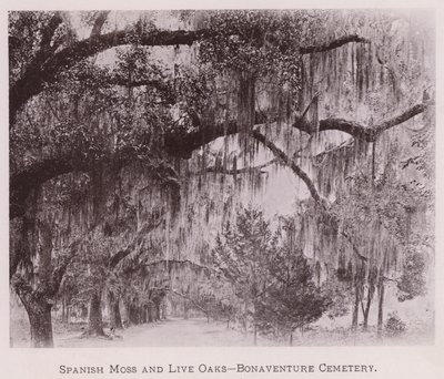 Spanisches Moos und Lebenseichen, Bonaventure Cemetery (s/w Foto) von American Photographer (after)