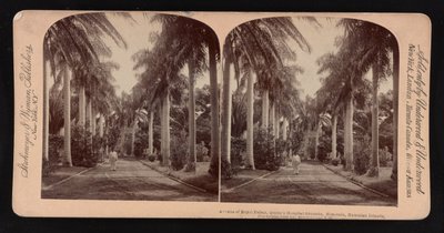 Allee der Königspalmen, Queen